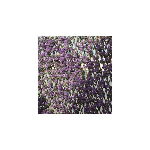 CELOSIA EXTENSIBLE MIMBRE LILA 1X1,5 M